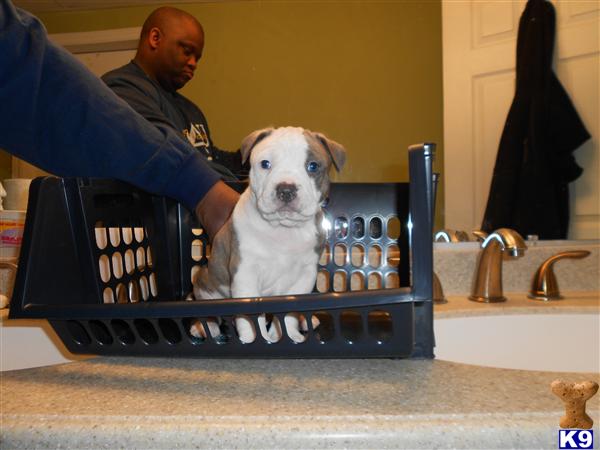 Kanye The Bull Puppies