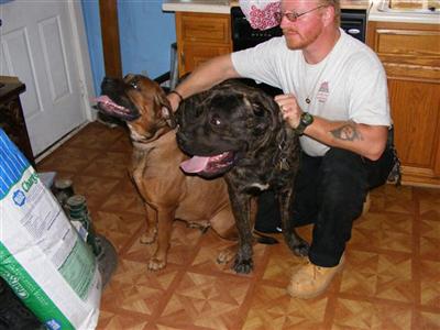 Stud Dogs - Bullmastiff