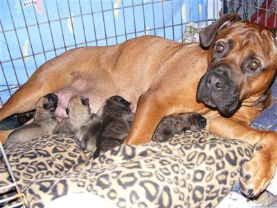 Bullmastiff Puppies for Sale