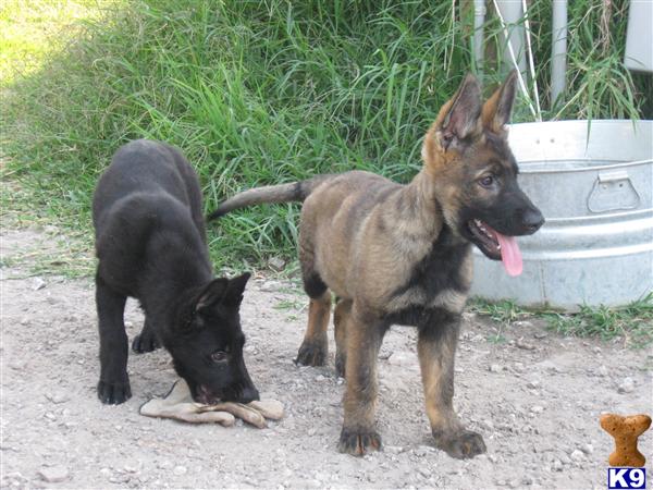 Puppies in Brooksville