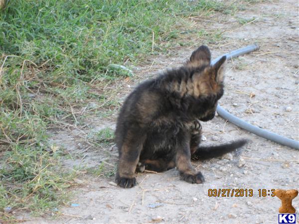 German Shepherd Puppies in FL