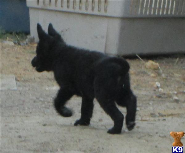 German Shepherd Puppies in FL