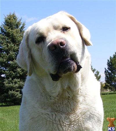 Stud Dogs - Labrador Retriever