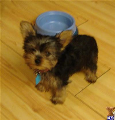 Yorkshire Terrier Puppies in FL