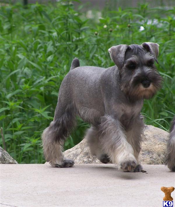 Miniature Schnauzer Puppies