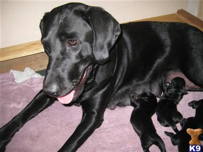 Puppies in CA