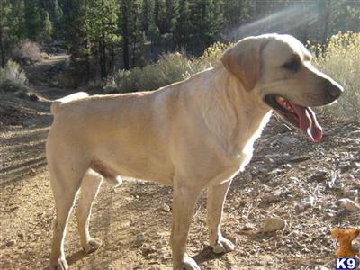 Stud Dogs - Labrador Retriever