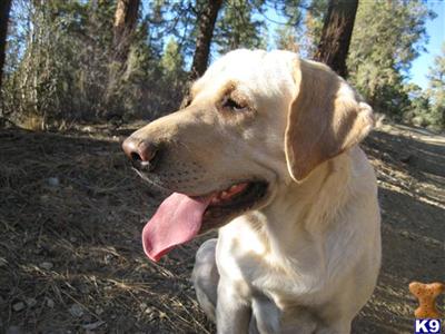 Stud Dogs - Labrador Retriever