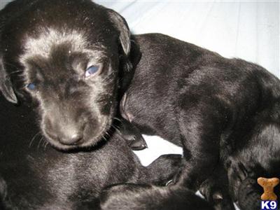 Labrador Retriever Puppies for Sale