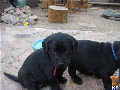 Labrador Retriever Puppies for Sale