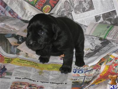 Labrador Retriever Puppies for Sale