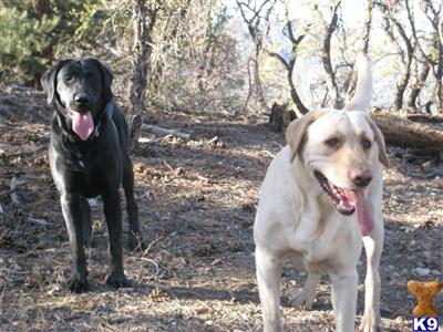 Stud Dogs - Labrador Retriever