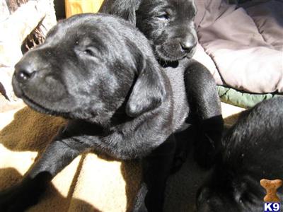 Puppies in CA