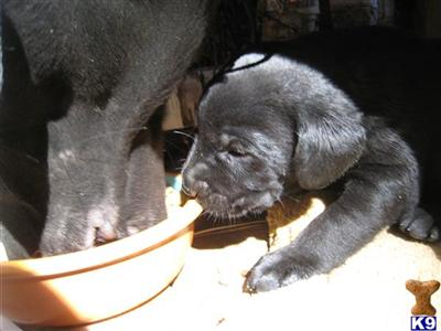 Puppies in CA
