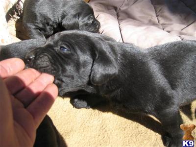 Puppies in CA
