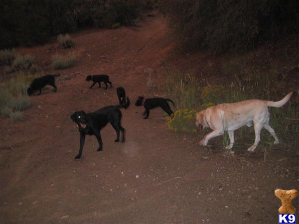 Dogs for Sale