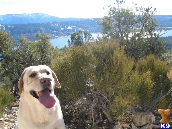 Stud Dogs - Labrador Retriever