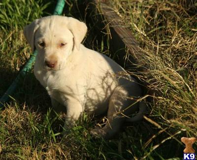 Labrador Retriever Puppies in TX