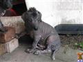 Xoloitzcuintli