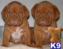 Puppies in IN