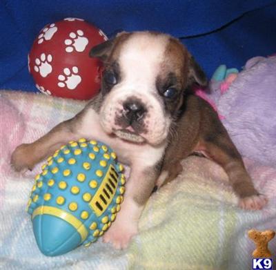 Puppies in MN