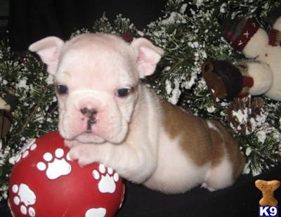Puppies in MN