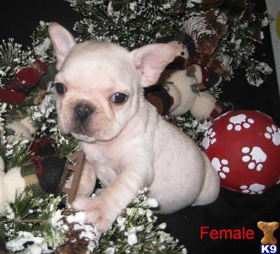 French Bulldog Puppies for Sale