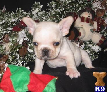 French Bulldog Puppies for Sale