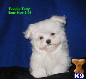 Hypoallergenic Dogs