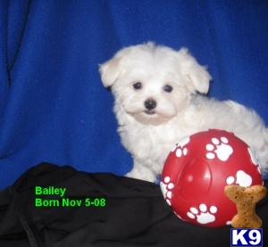 Hypoallergenic Dogs