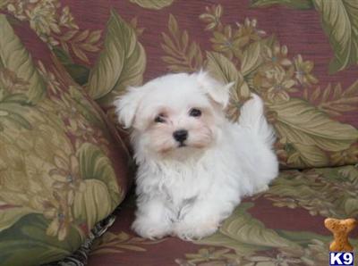 Puppies in MN