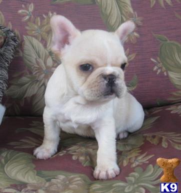Puppies in MN