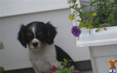 Puppies in MN