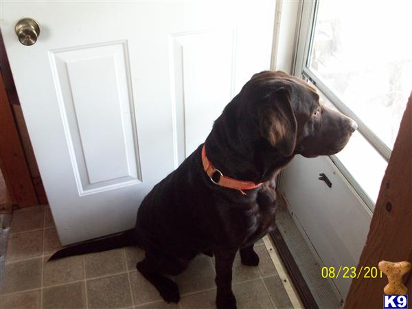 Stud Dogs in PA