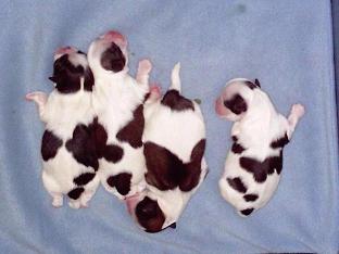 Shih Tzu Puppies in TX