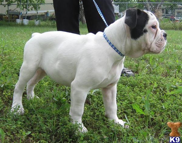 Old English Bulldog Puppies