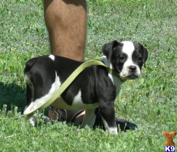 Old English Bulldog Puppies