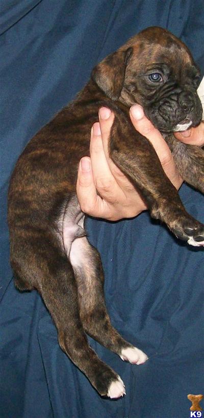 Puppies in MI