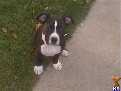 Bulldog Puppies for Sale