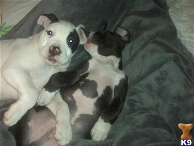 Boxer Puppies for Sale