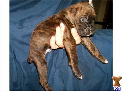 Boxer Puppies for Sale