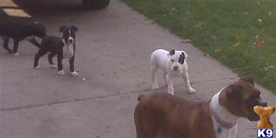 Puppies for Adoption