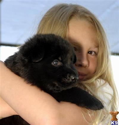 Puppies in MT