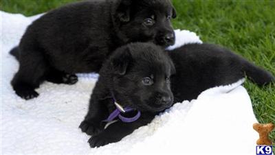 Puppies in MT