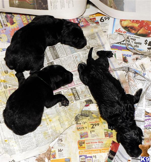 Puppies in MT