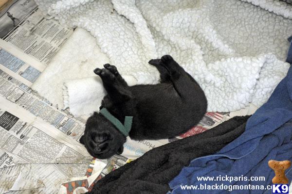 Puppies in MT