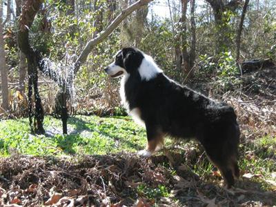 Stud Dogs - Australian Shepherd