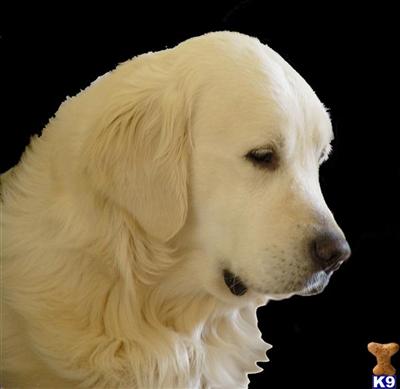 Stud Dogs - Golden Retriever
