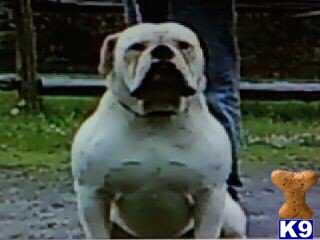 American Bulldog Puppies