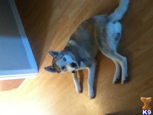 Stud Dogs - Siberian Husky